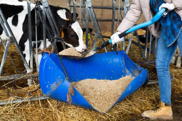 قیمت مکمل غذایی دام با کیفیت ارزان + خرید عمده